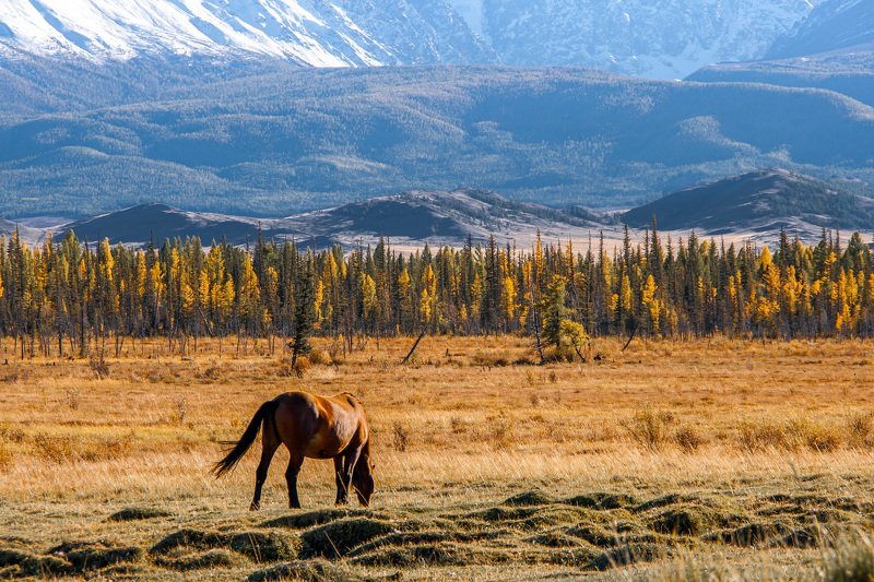 алтай, курай, осень, сентябрь Вечер в Курае фото превью
