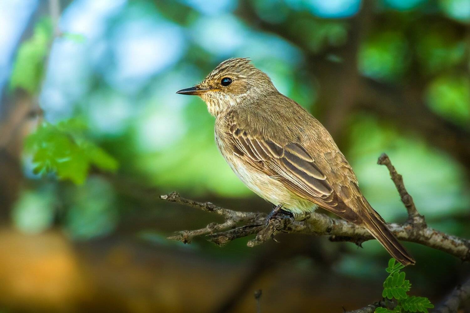 Spotted Flycatcher, nature, 35awards, 35photo, Wildlife, bird, birds, birds of india, parth, parth Kansara, parth kansara wildlife, indian Wildlife, photo, Photography, kutch, Flycatcher, natures,, parth kansara