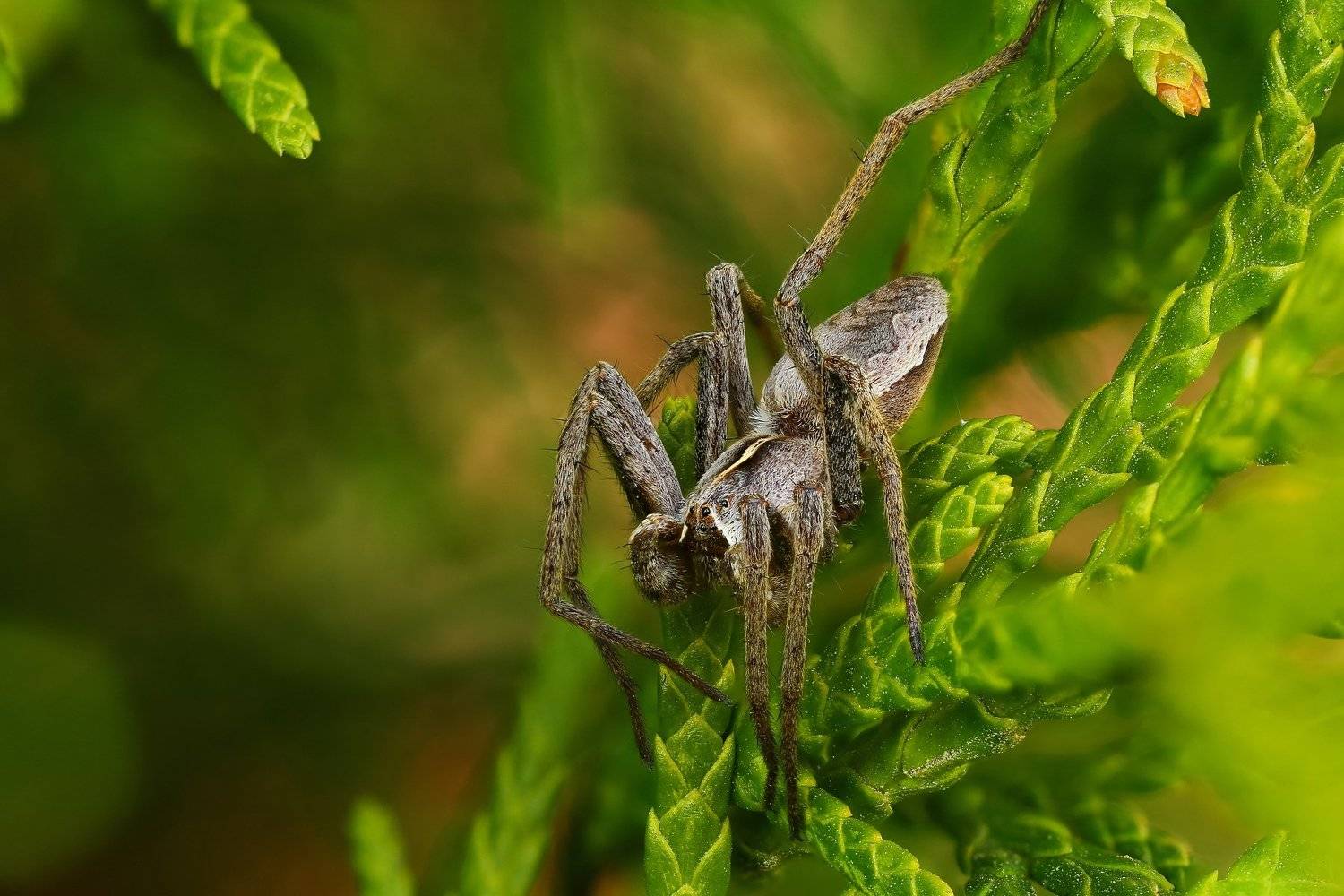 макро,природа,паук,цвет,коричневый,зеленый,черный,животное,растение, Андрей Шаповалов