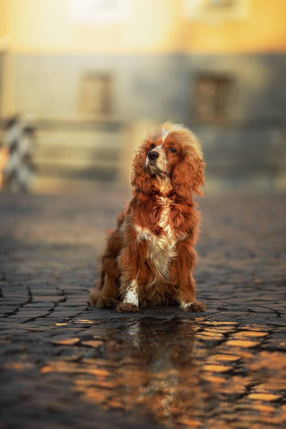 , Наталия Поникарова