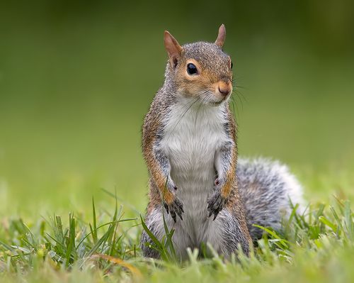 Gray squirrel - Каролинская белка
