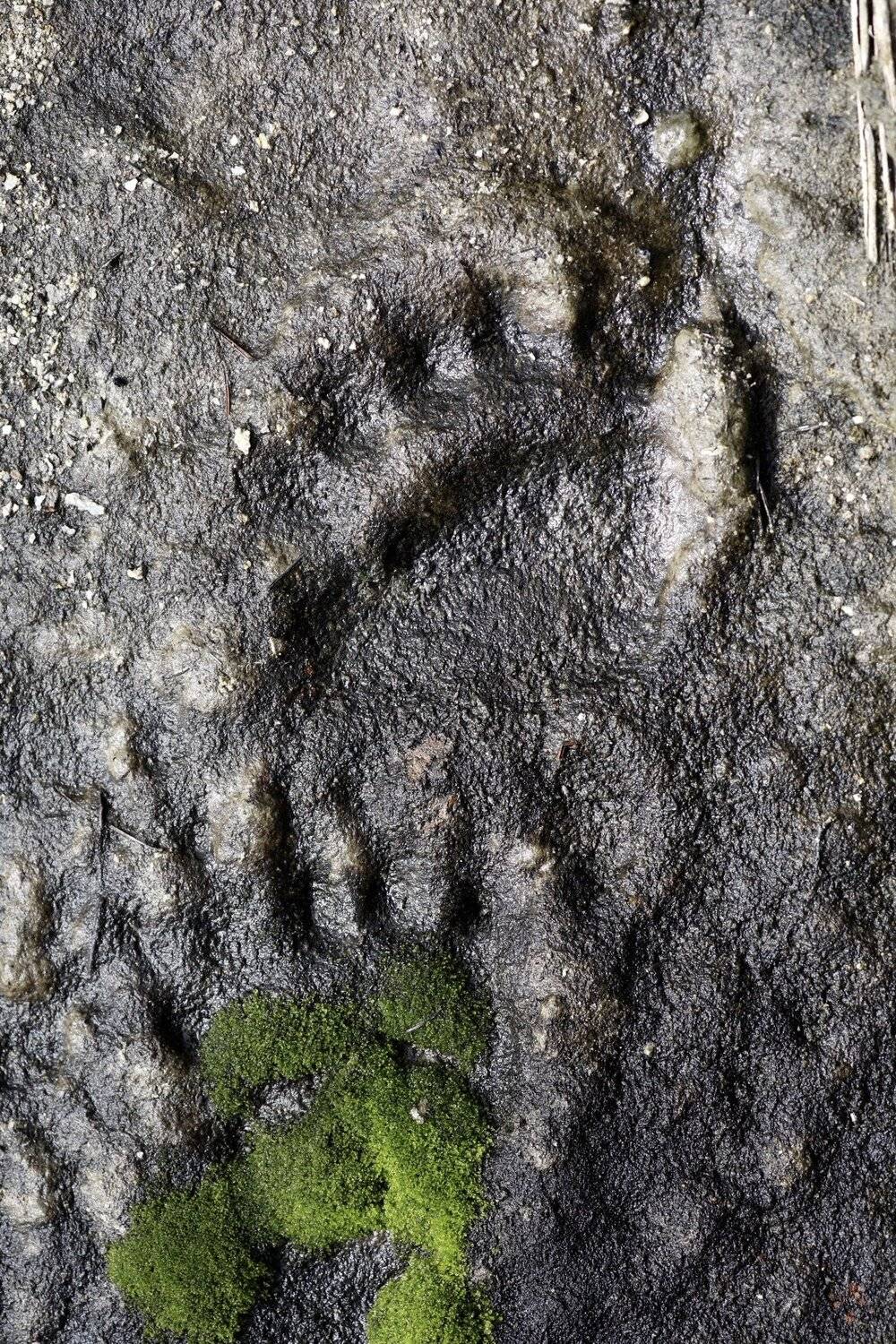 Медведь Камчатка , Наталья Филькина