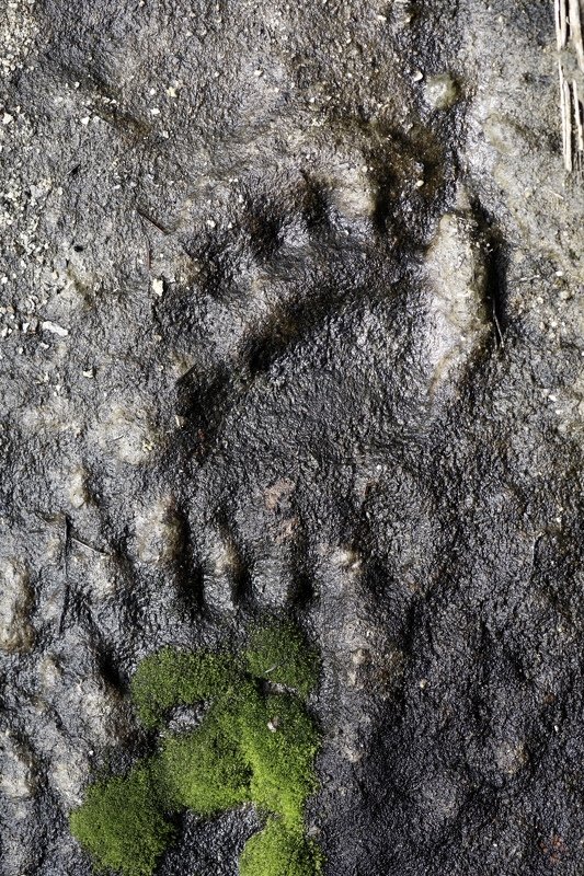 Медведь Камчатка  Лесные рассказы  фото превью