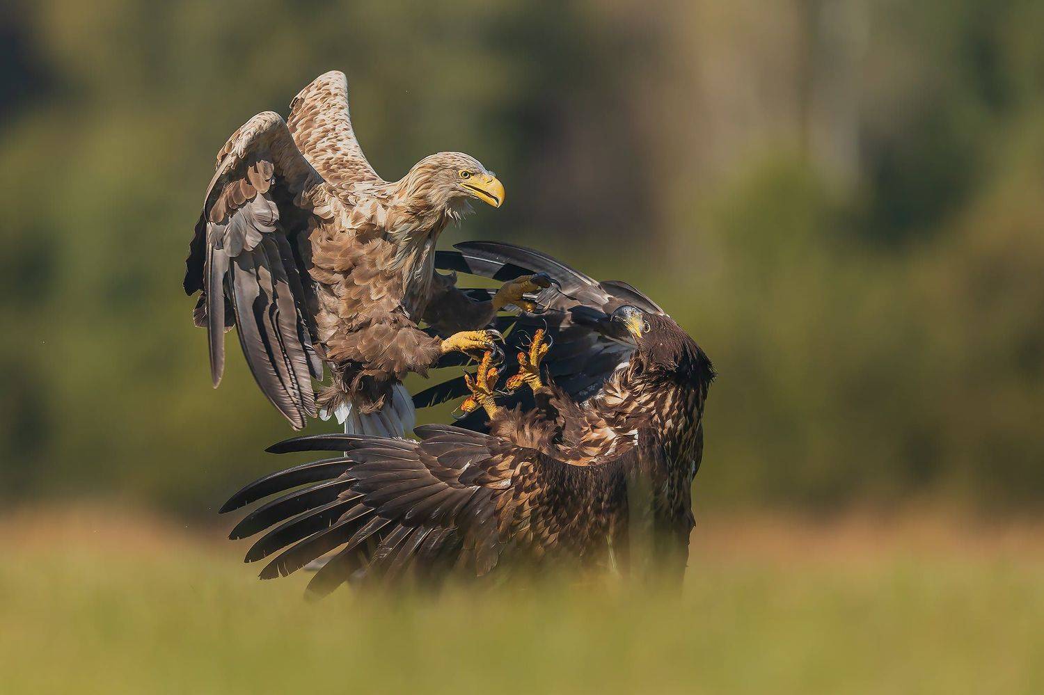 , Łukasz Sok&oacute;ł
