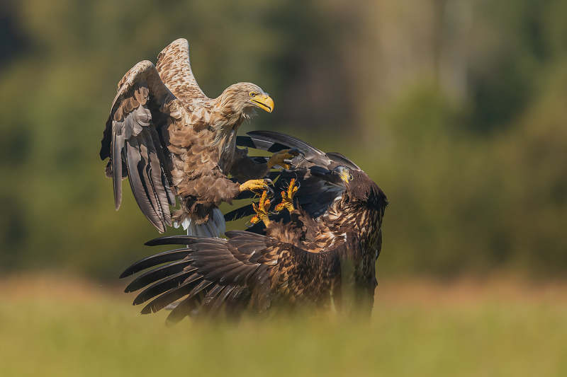 Sir Gandalf in action! фото превью