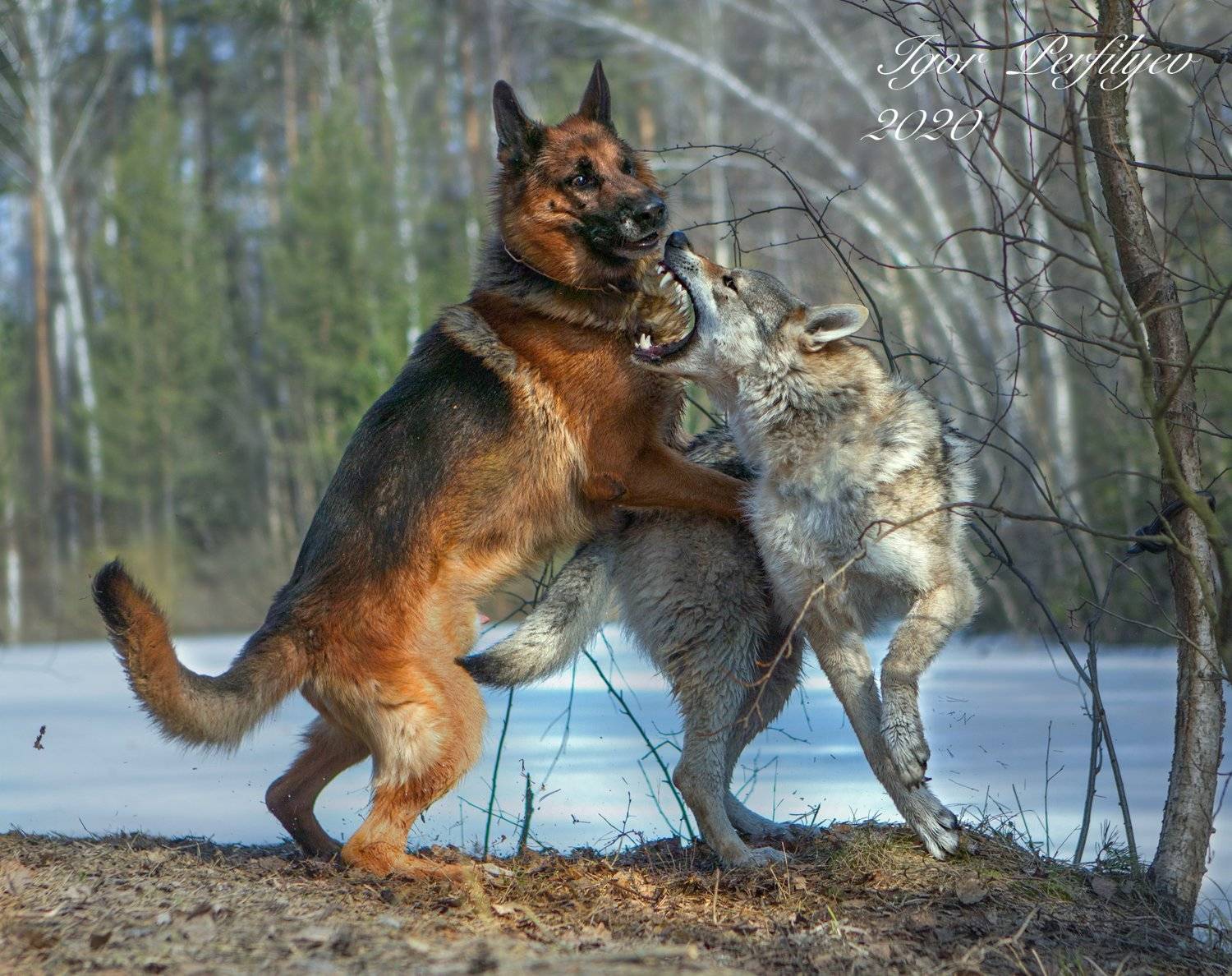 , игорь перфильев