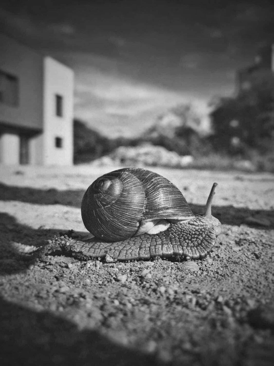 #iPhone, Artur Politov