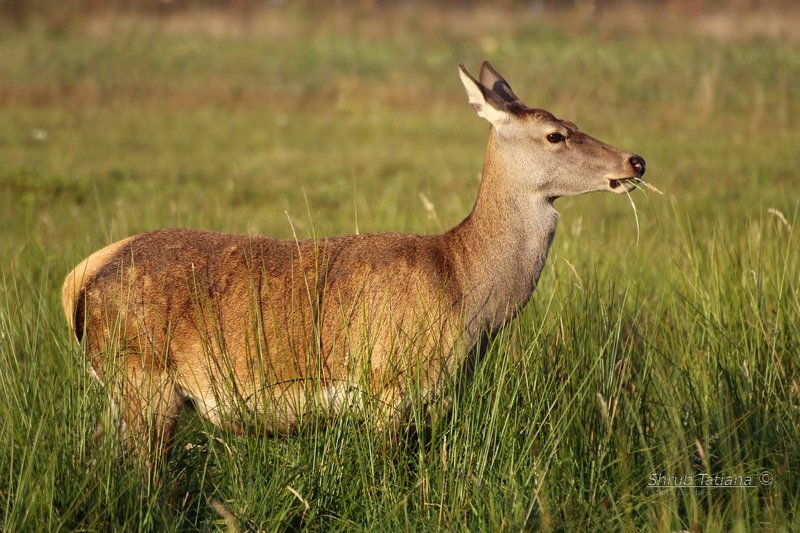 природа, поле, трава, олень За обедом фото превью