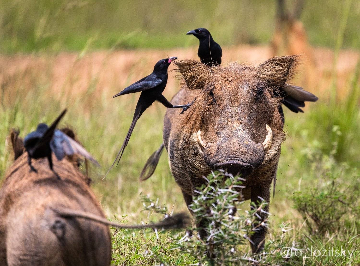, Александр Лозицкий