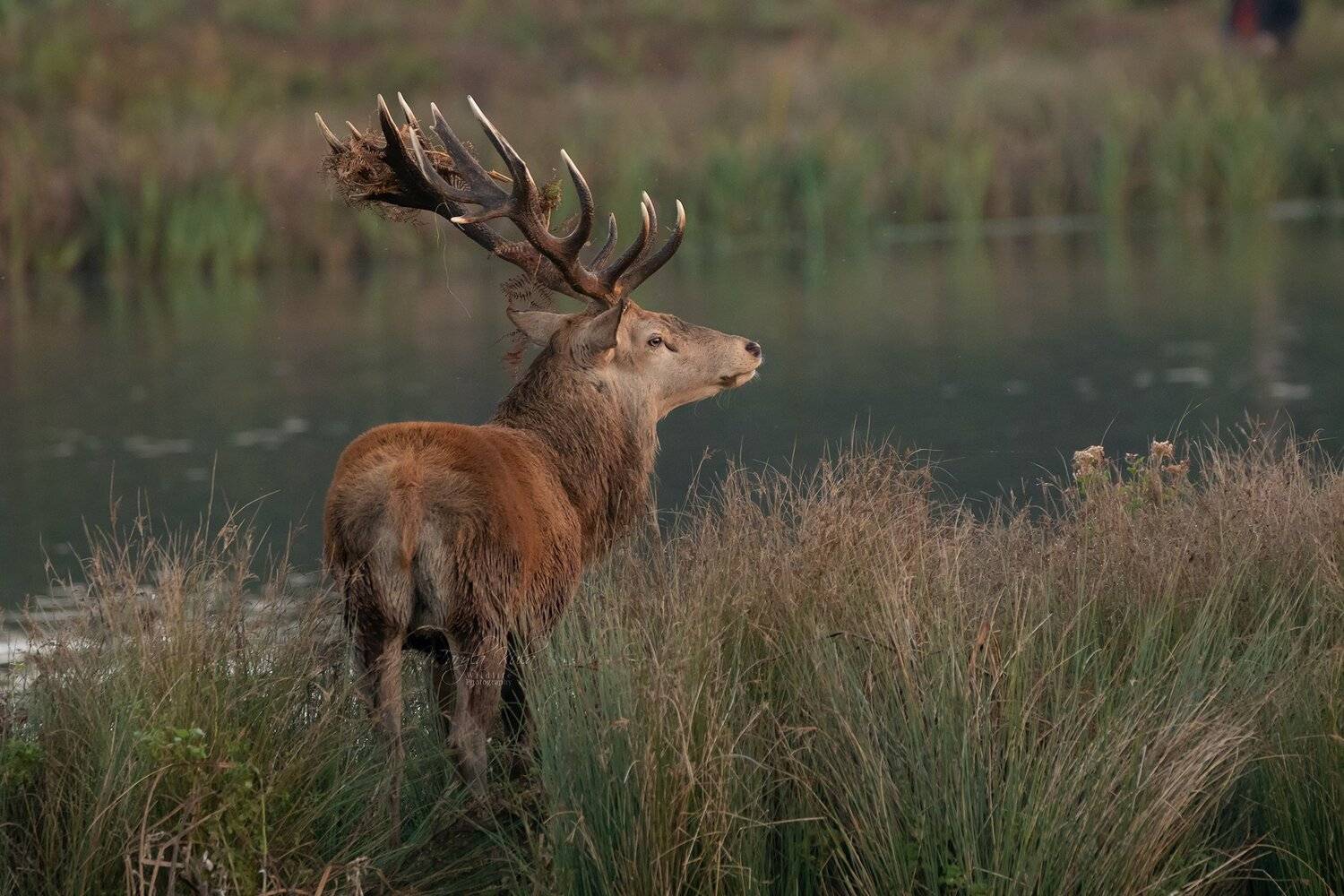roe deer, deer, animal, nature, wildlife, MARIA KULA