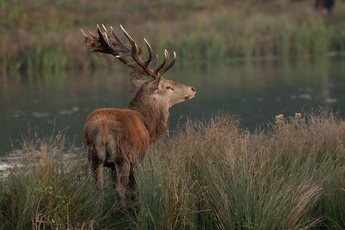 Red Deer Stag