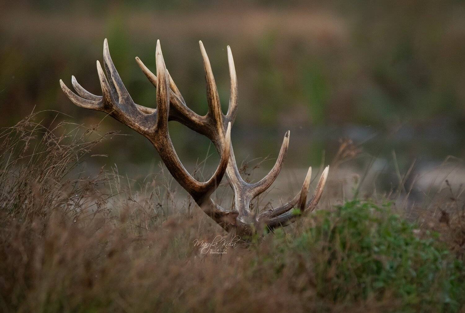 roe deer, deer, animal, nature, wildlife, MARIA KULA