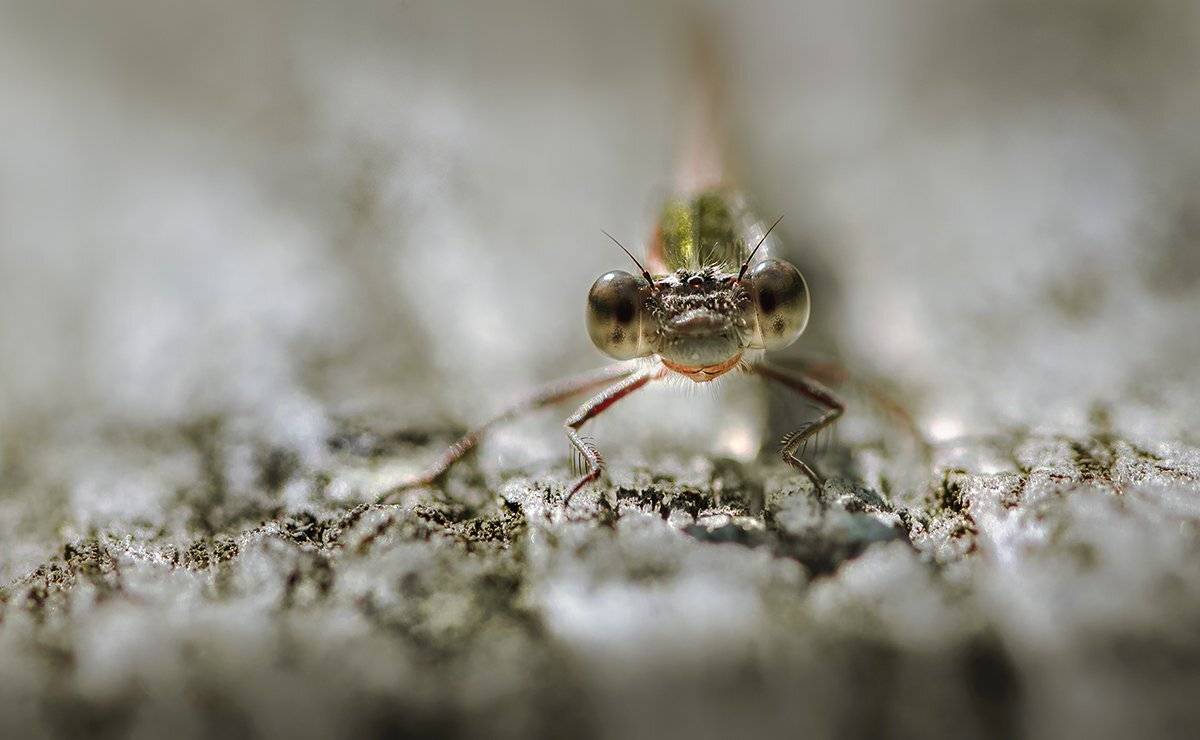 природа, макро, насекомое, стрекоза, Неля Рачкова