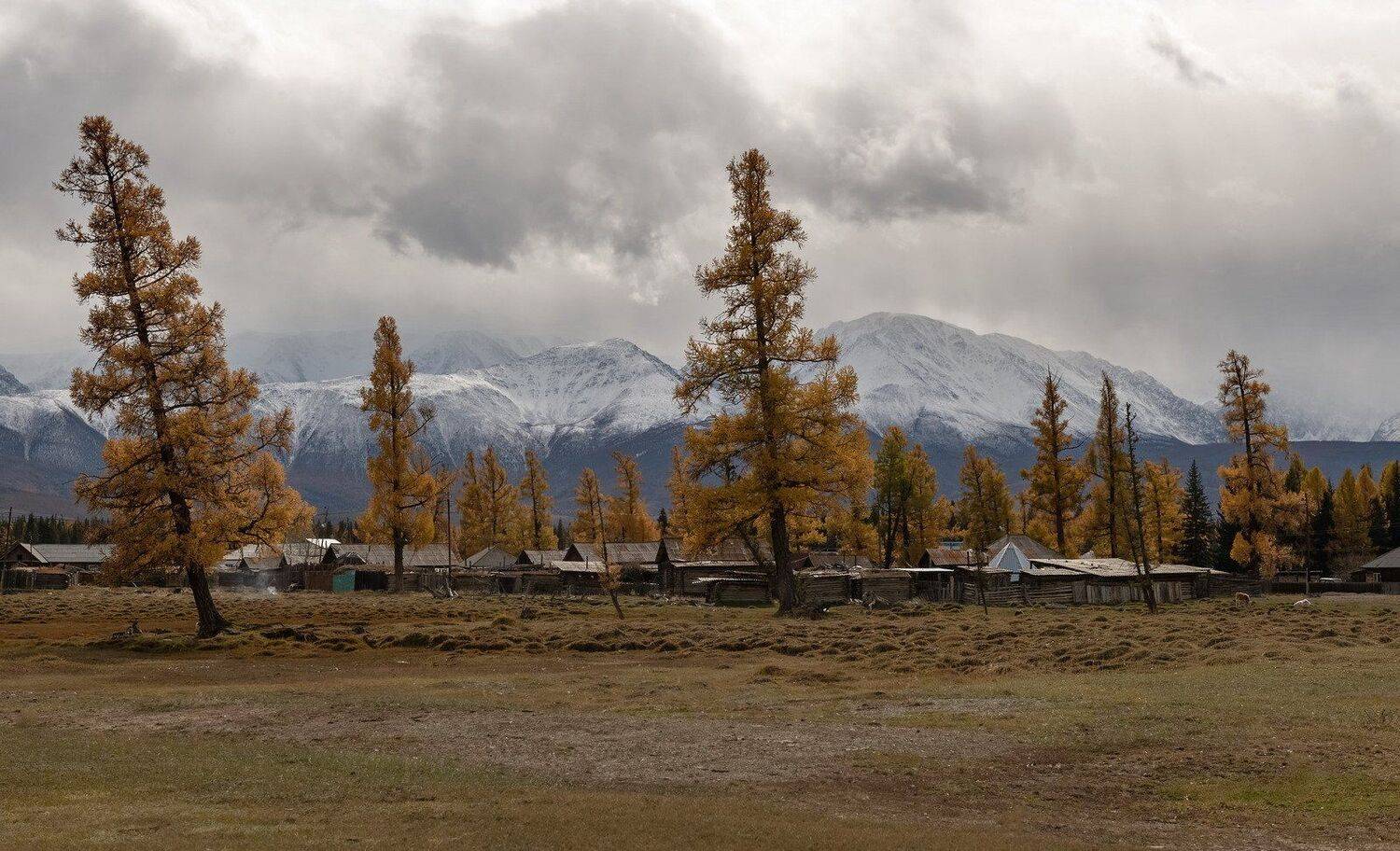 республика алтай, край, осень, лиственницы., Марина Фомина