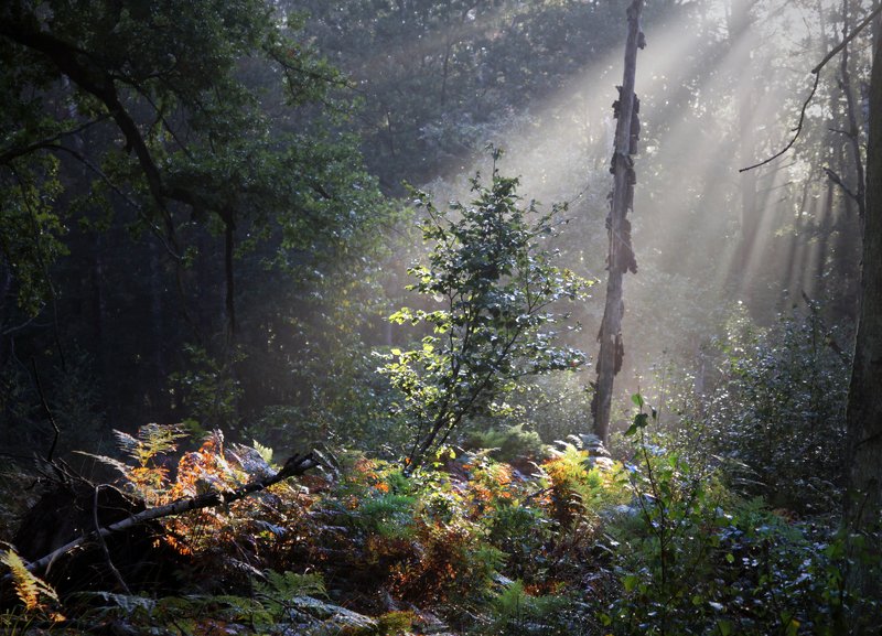 ...  фото превью