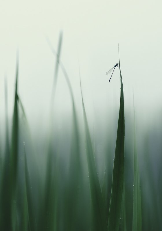украина, коростышев, природа, первое озеро, трава, стрекоза, утро, туман, макро, макро красота, макро мир, макро истории, тишина, гармония, роса, безмолвие, фотограф, чорный, Среди уснувших трав... фото превью