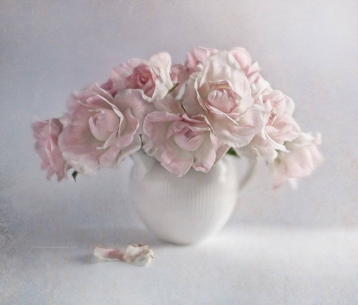 , Svoboda Andreeva