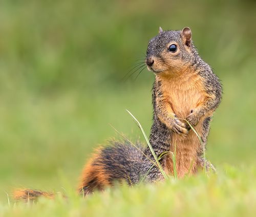 Fox Squirrel -  Лисья Белка