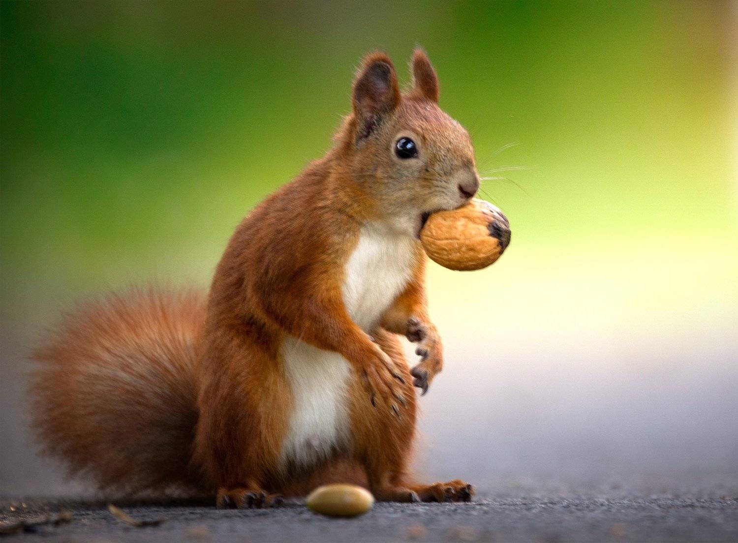 , Михайло Павленко