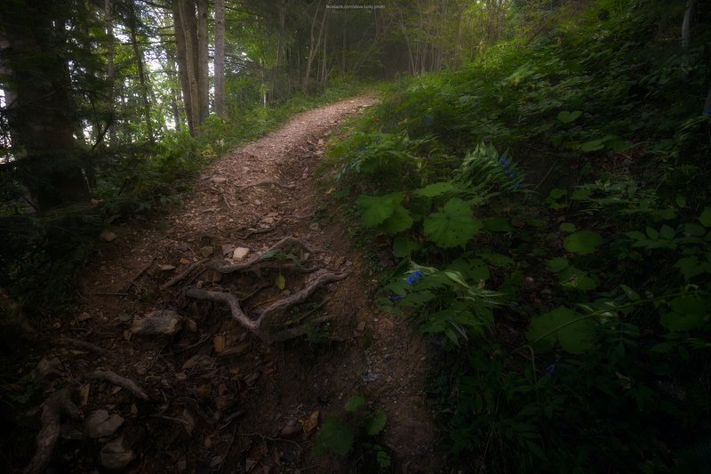 тропа, лес, природа, карпаты, подъём, поход По дорожке, по дорожке. По тропинке, по тропинке фото превью