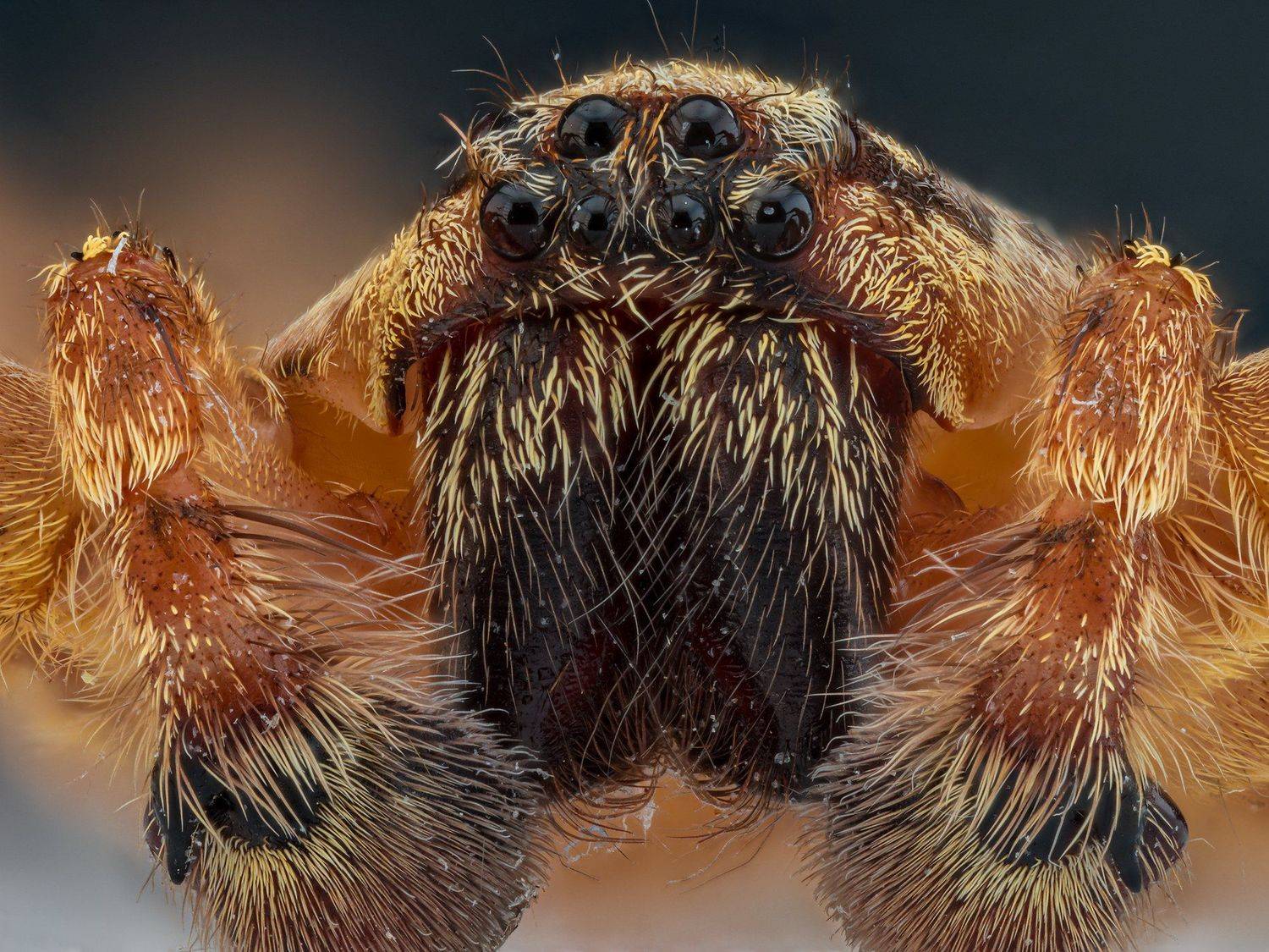 паук, насекомое, макро, супермакро, macro, photo, Борис Фотомания