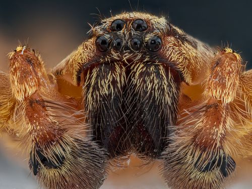 Портрет паука.