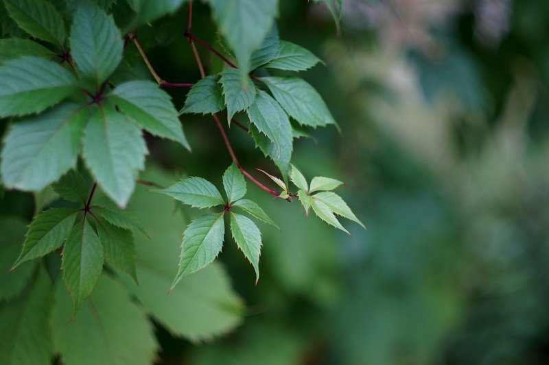 Вьюн фото превью