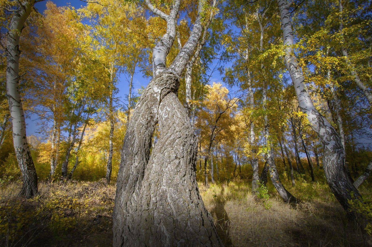 , петр чиков