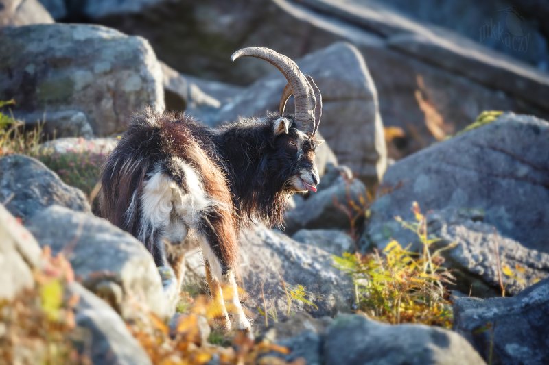 wild goat фото превью