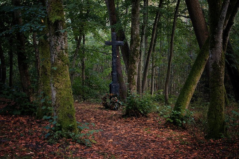 калининградская область, куршская коса Куршская коса фото превью