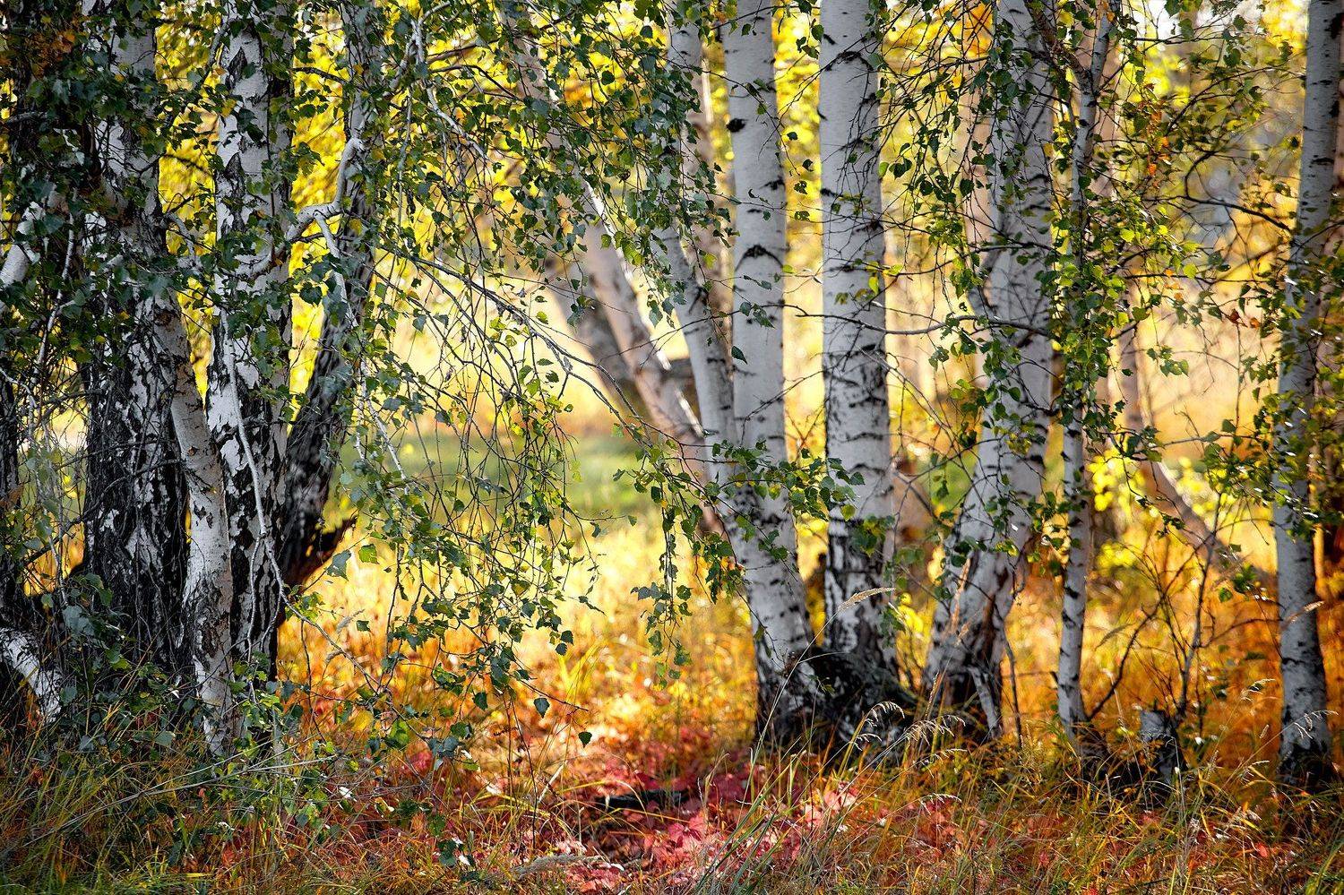 южный урал,оренбургская область, орск, новотроицк,, Качурин Алексей