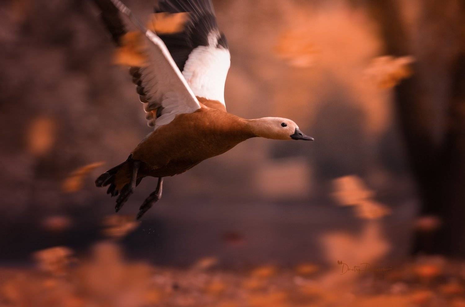 природа, лес, поля, огороды, животные, птицы, макро, Дмитрий Посевич