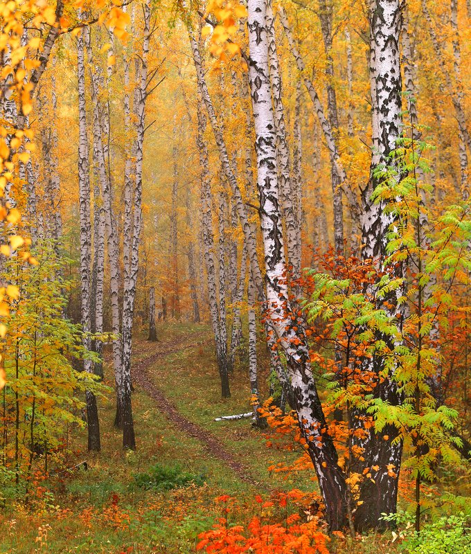 Золото осени фото превью