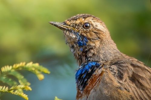 bluethroat