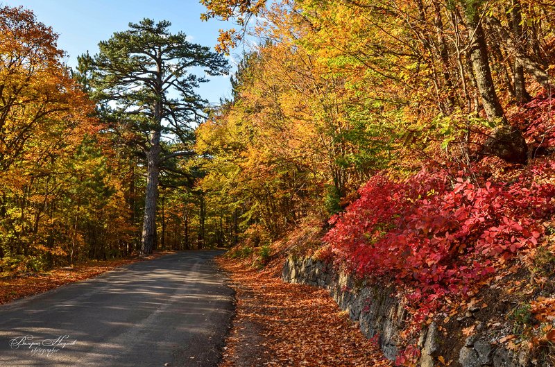 осень, крым, дорога на ай-петри, листва, скумпия В царстве осеннего золота фото превью