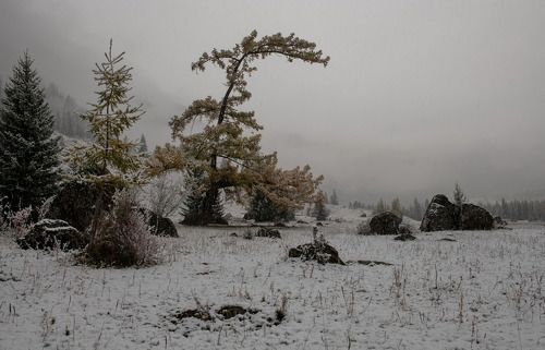 По первому снегу.