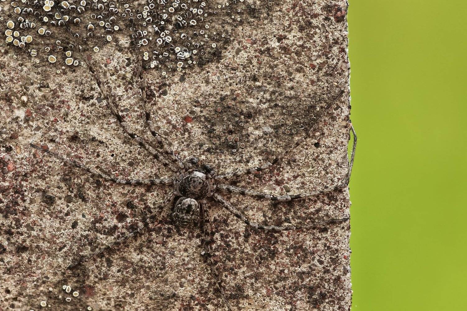 макро,природа,паук,столб,цвет,серый,коричневый,животное, Андрей Шаповалов