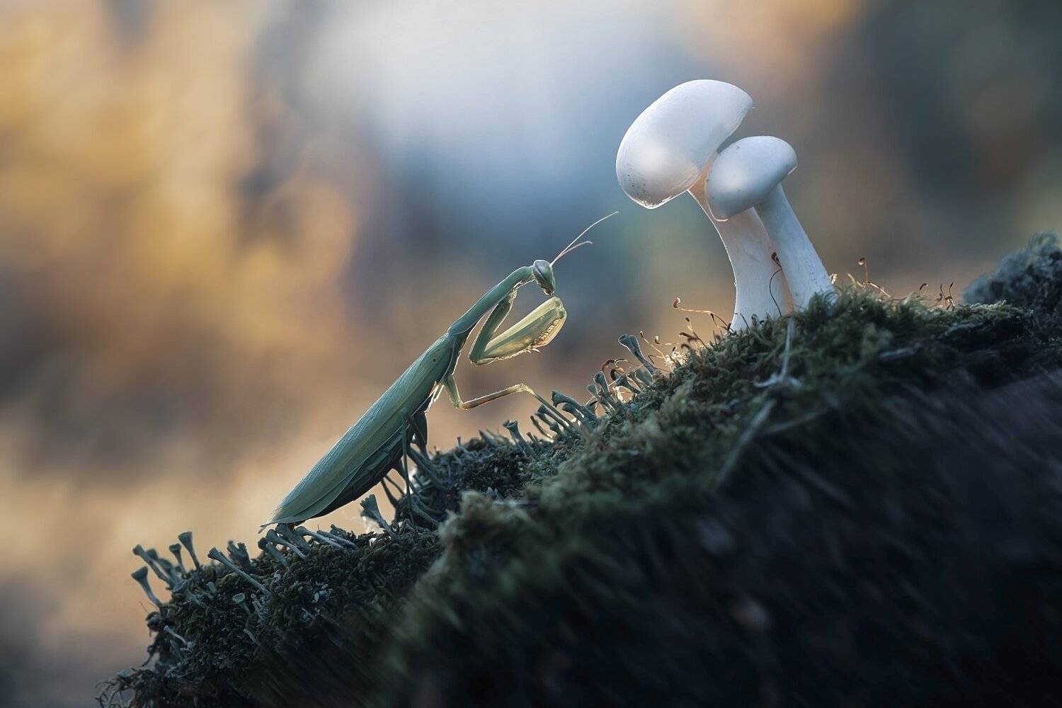 , Лапшина Владлена