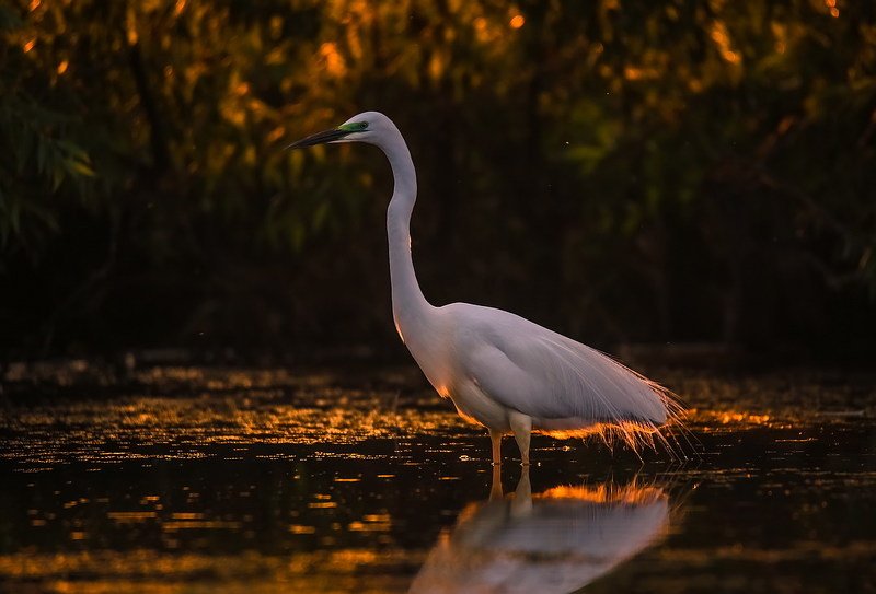 В лучах заходящего солнца. фото превью