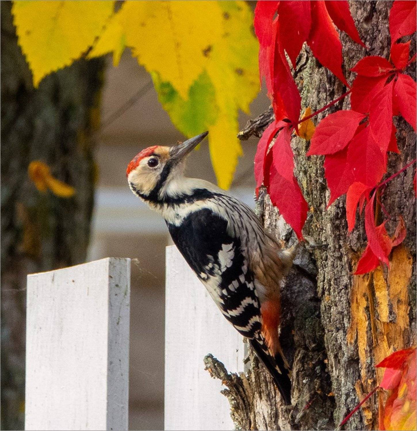 , Герман Корнилов