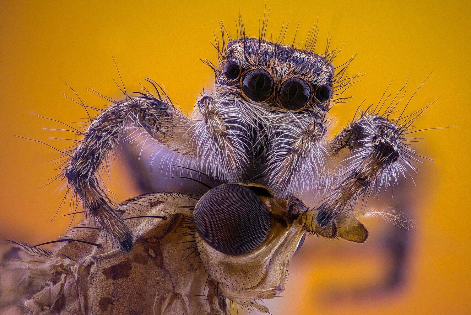 ceclii, macro, Tsvetan Ganev