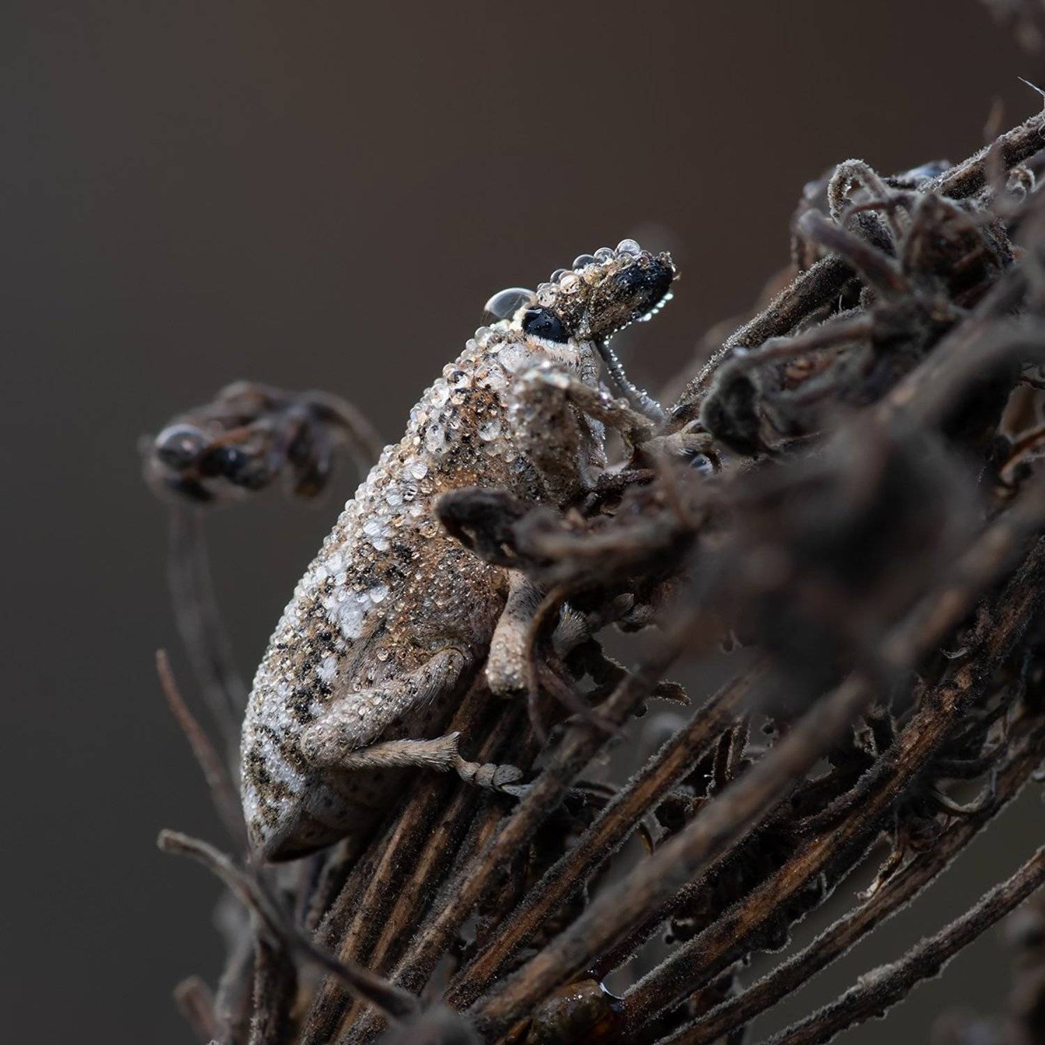 , Александр Земляной