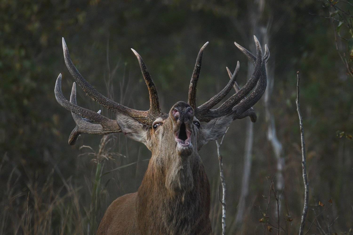 real wildlife, wildlife, nature, forest, wildlife photographer, red deer, animal photography, благородный олень, дикая природа, red deer rut, rut 2020,, Aleksey Sharypin