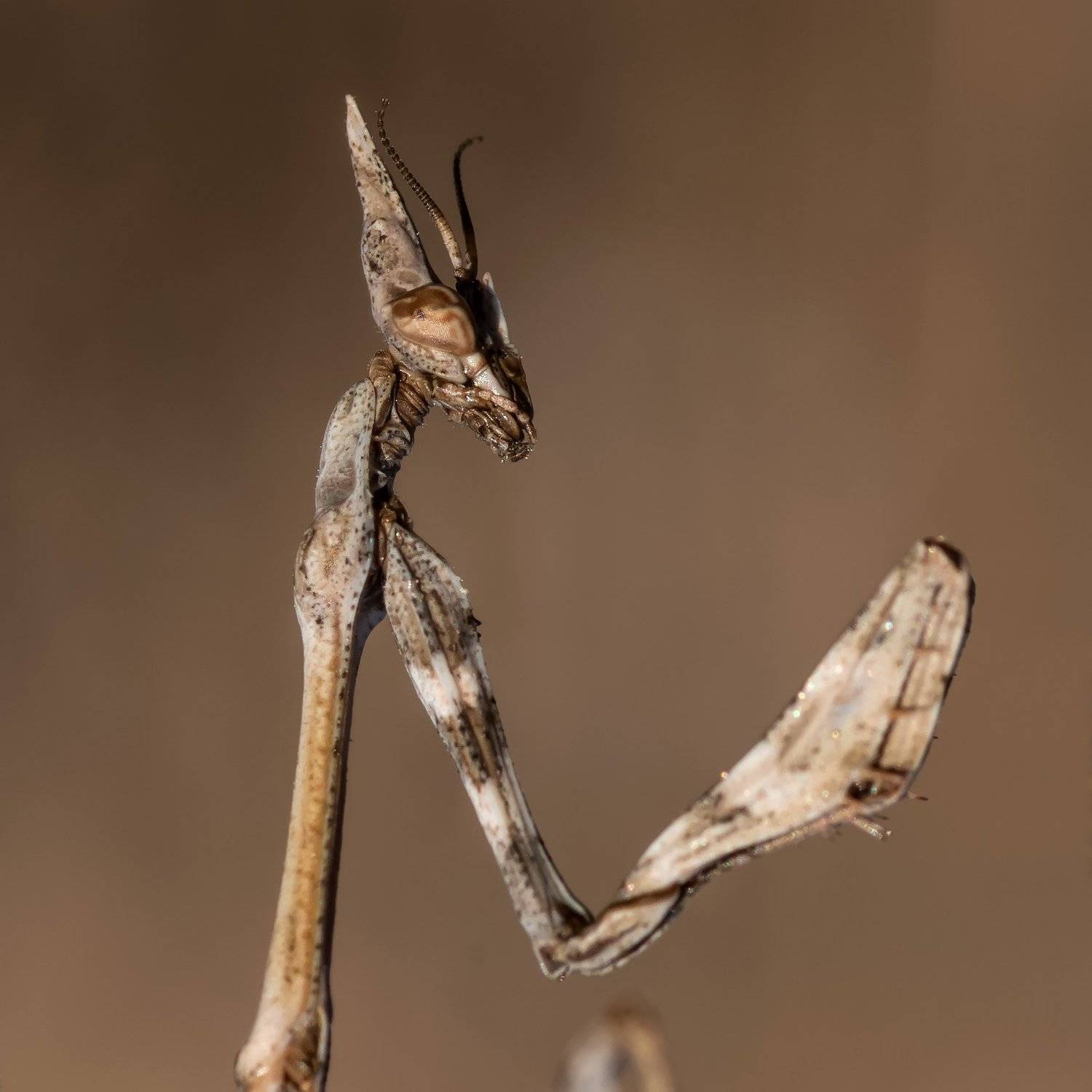 , Александр Земляной
