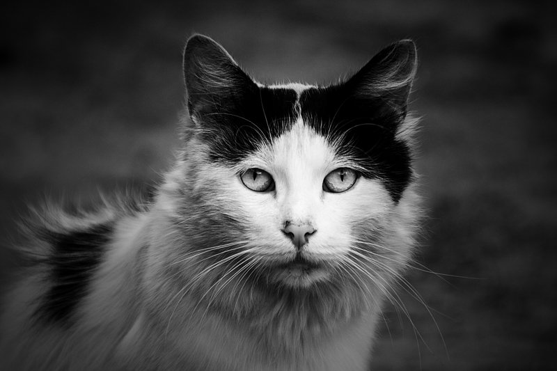 Суровая свобода. фото превью