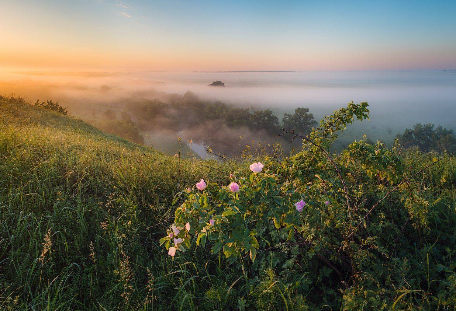 утро, рассвет, туман, река, Псёл, холмы, куст, шиповник, природа, пейзаж, тепло, foggy, morning, panorama, view, river, Psel, misty, light, fog, hills, landscape, Ivan Maljarenko 