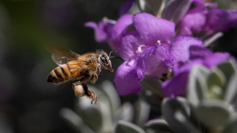 Подлетаем фото превью
