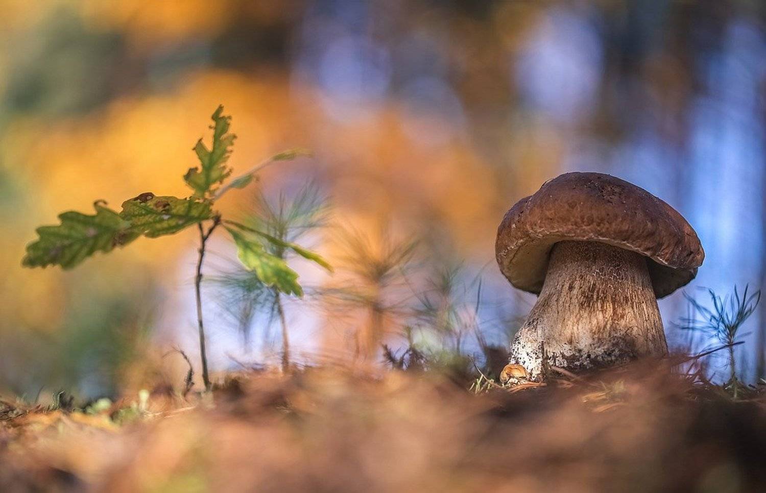 , Вячеслав Мищенко