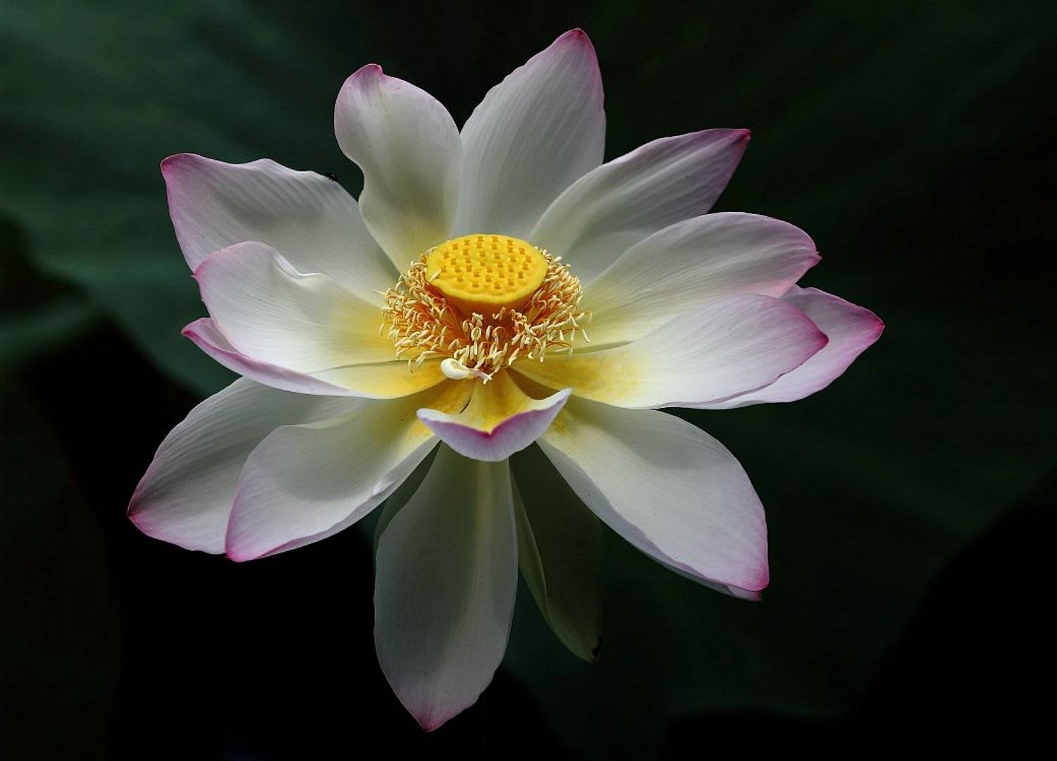 , Сергей Фудиненко