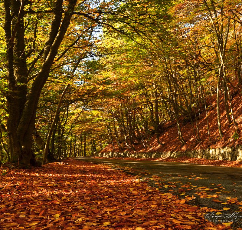 осень, крым, дорога на ай-петри, листва, дорога По ковру из жёлтых листьев... фото превью